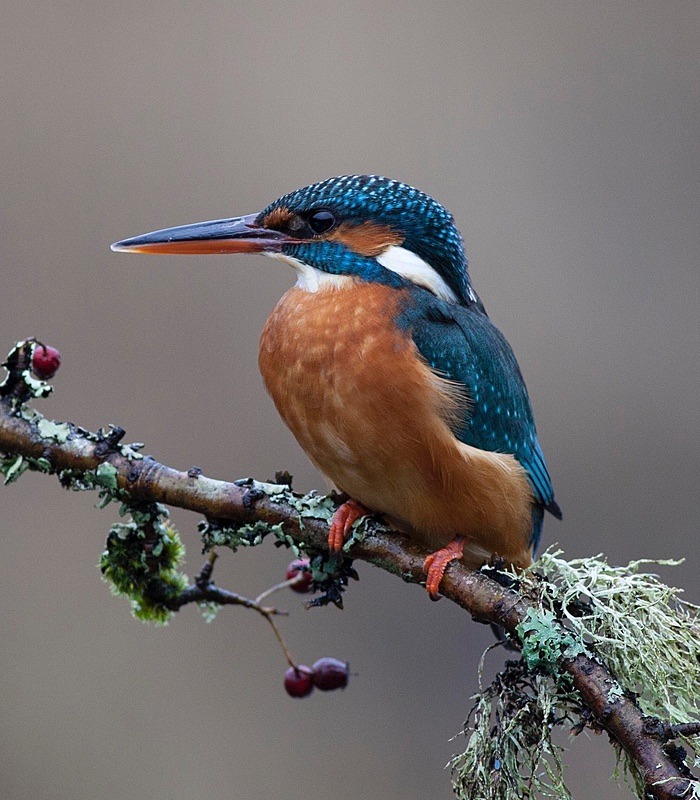  - Birds