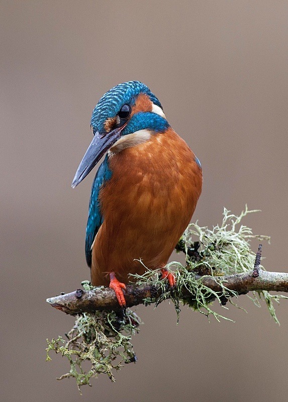  - Birds
