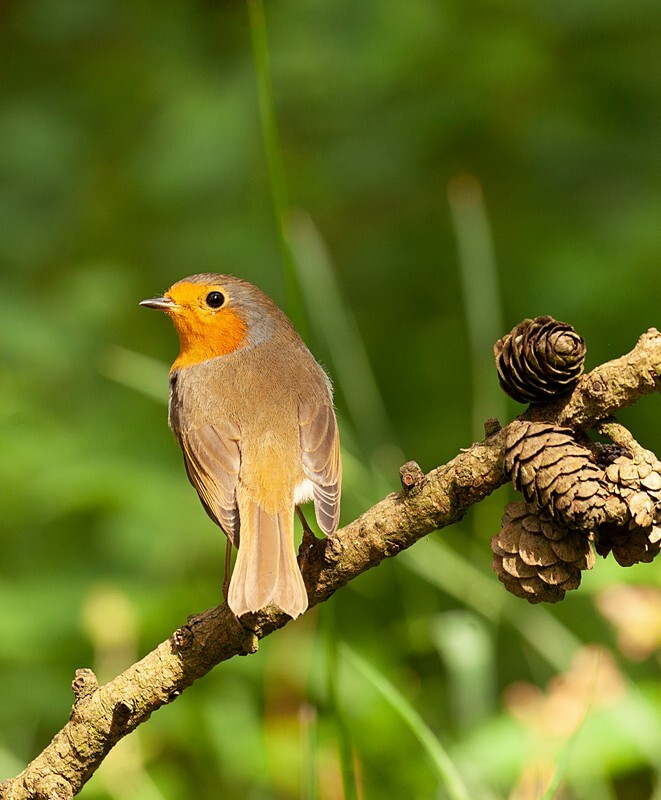  - Birds