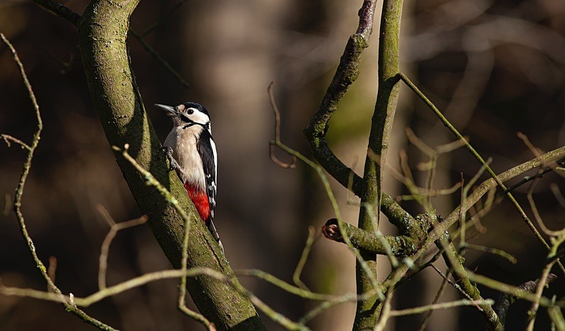  - Birds