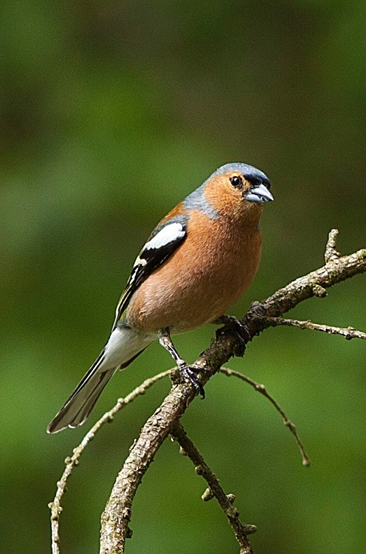  - Birds