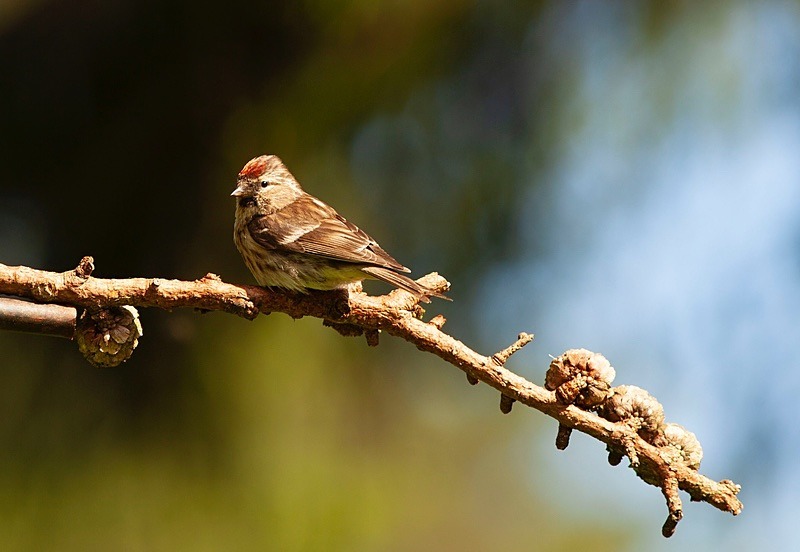  - Birds