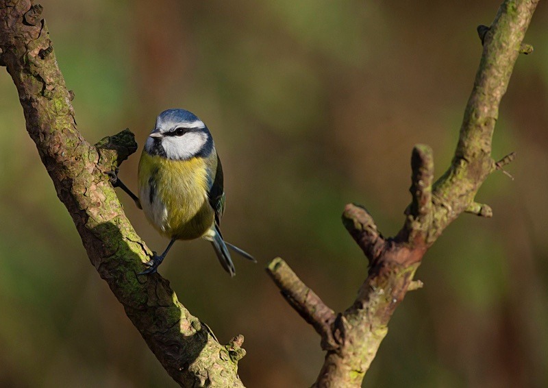  - Birds