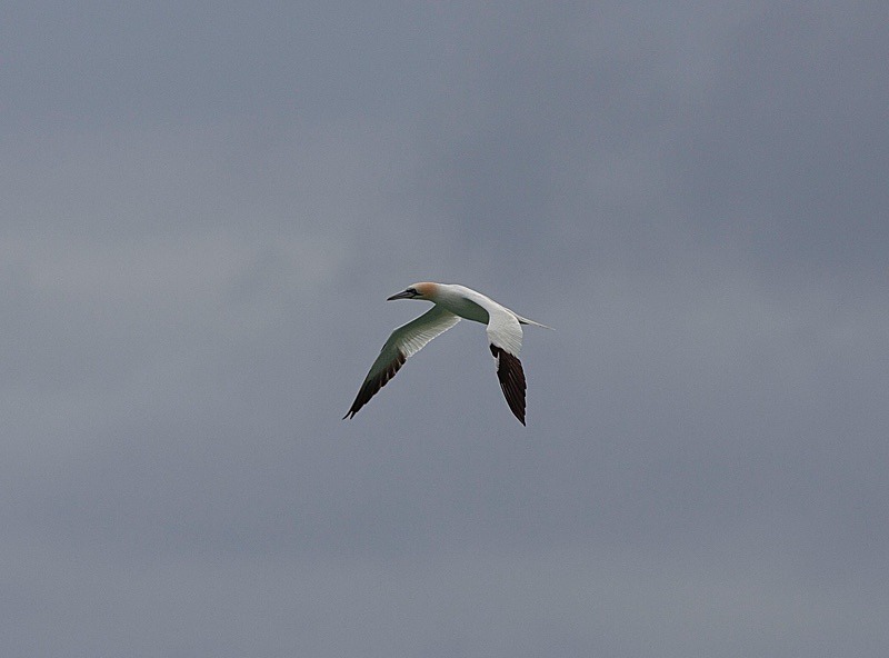  - Birds