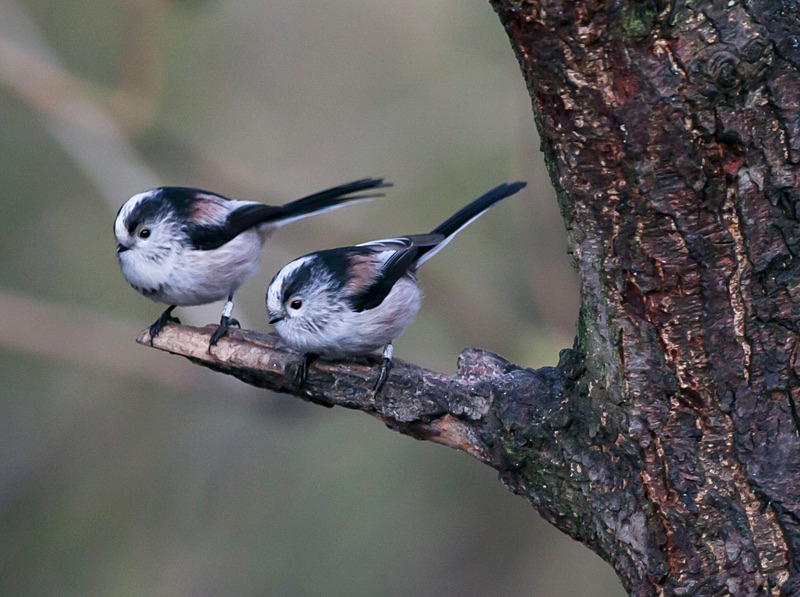  - Birds