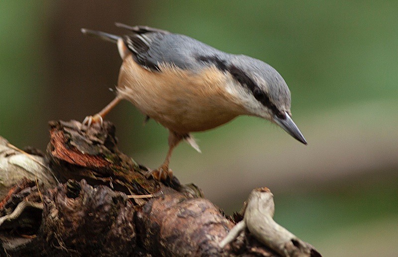  - Birds