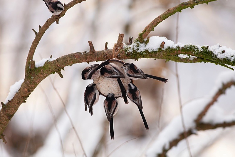  - Birds