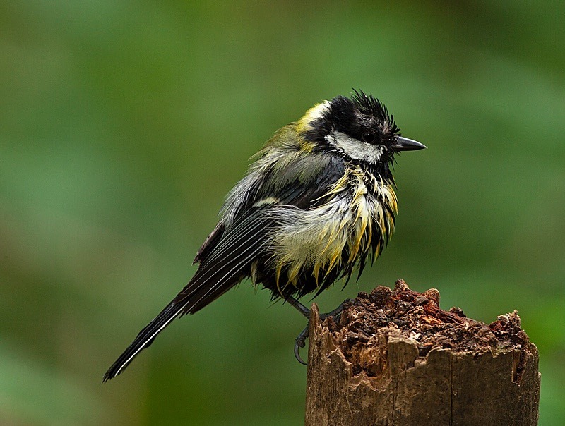  - Birds