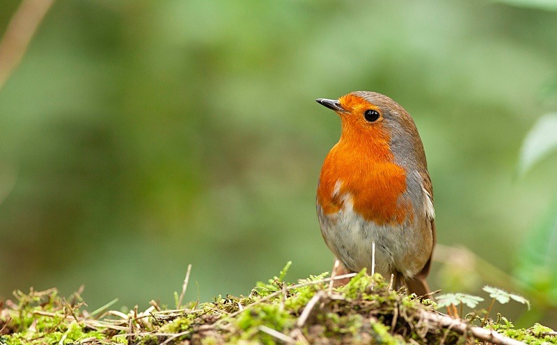  - Birds