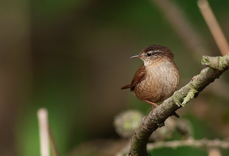  - Birds