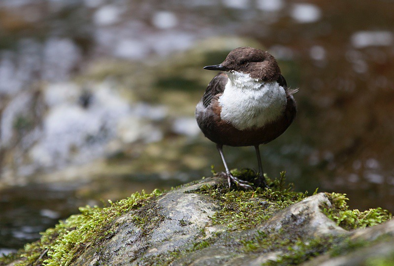  - Birds