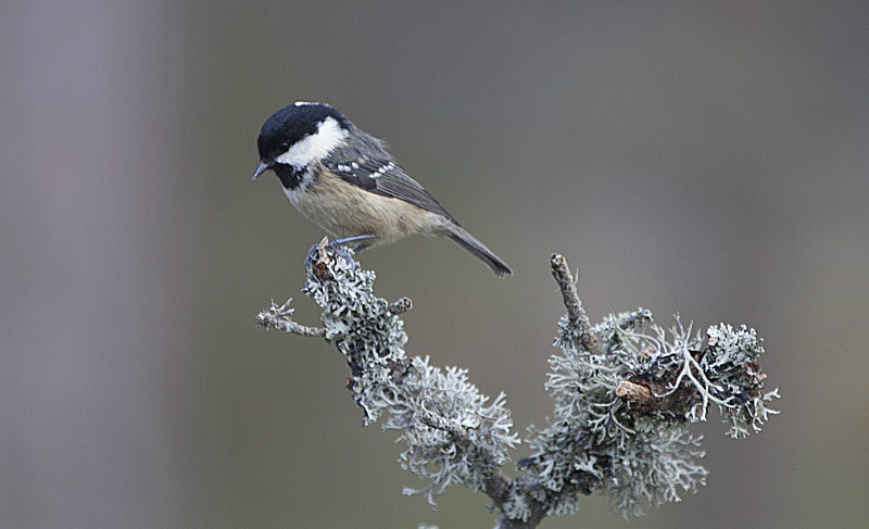  - Birds