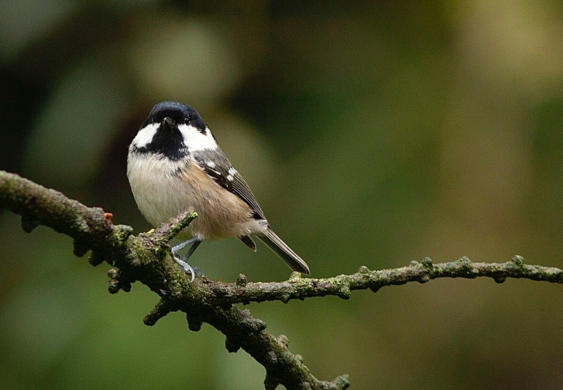  - Birds