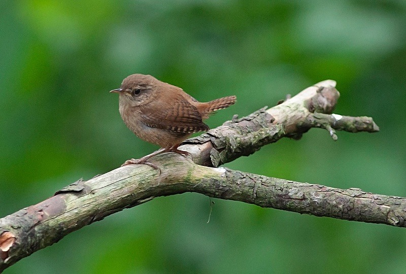  - Birds