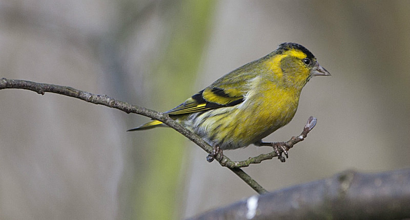  - Birds