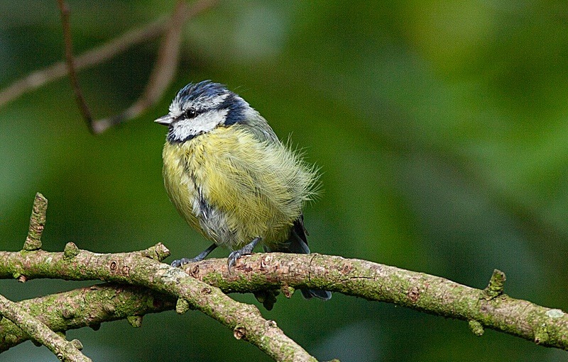  - Birds