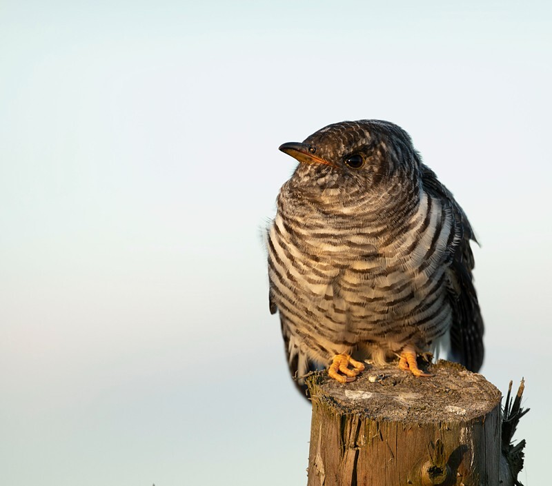  - Birds
