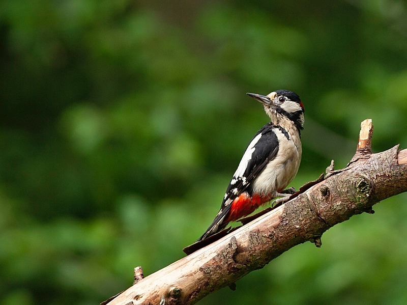  - Birds