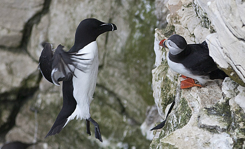  - Birds