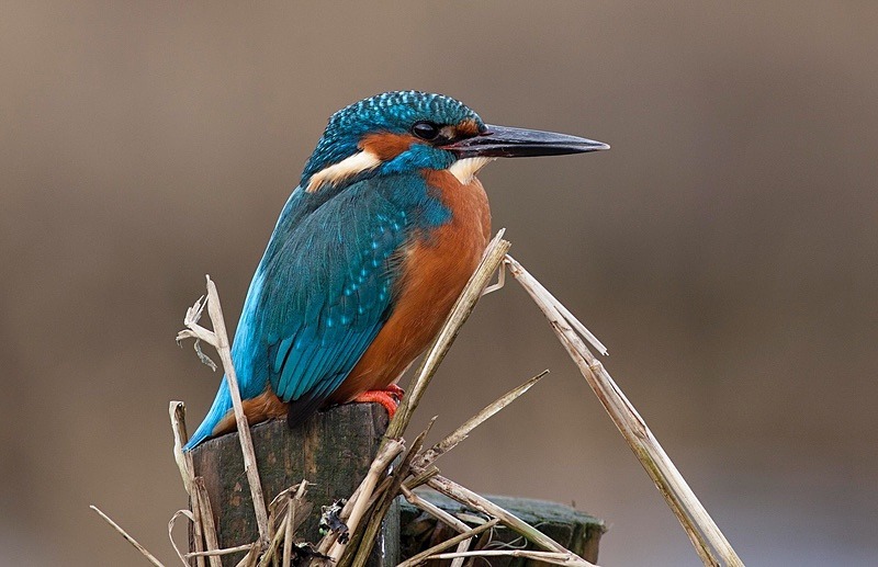  - Birds