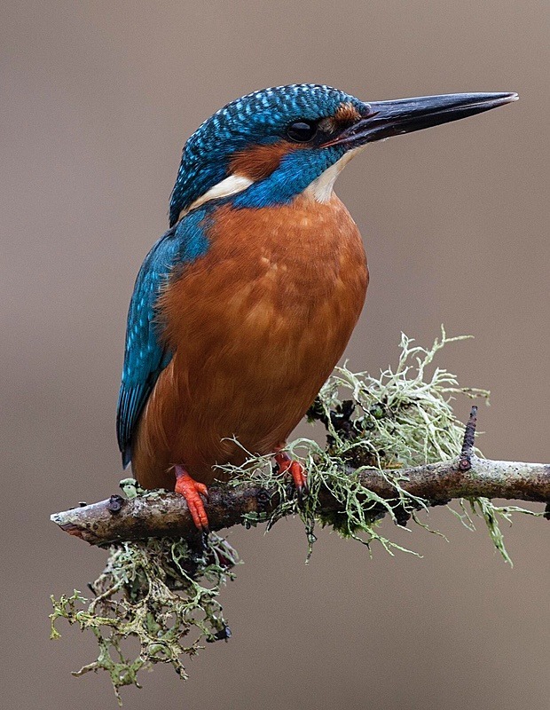  - Birds