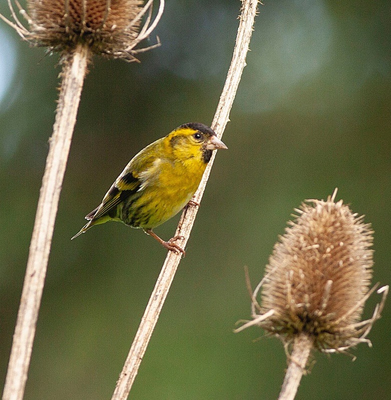  - Birds
