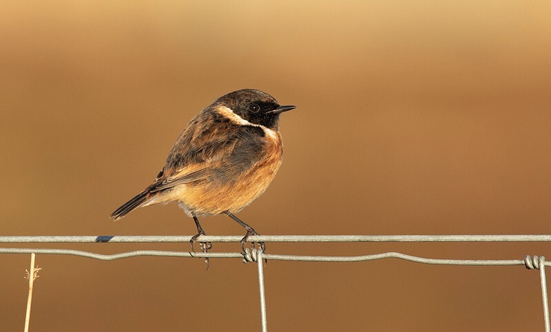  - Birds