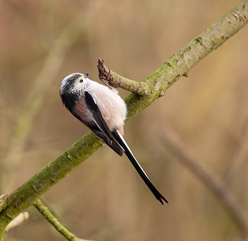  - Birds