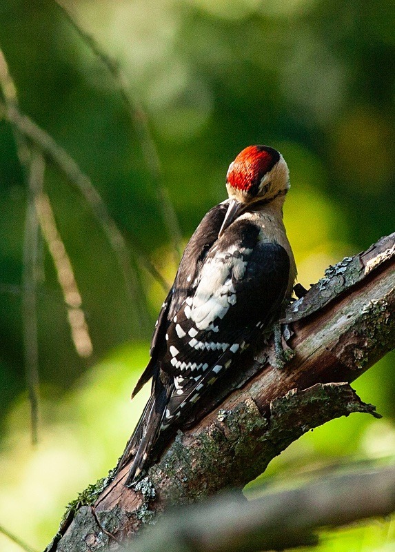  - Birds