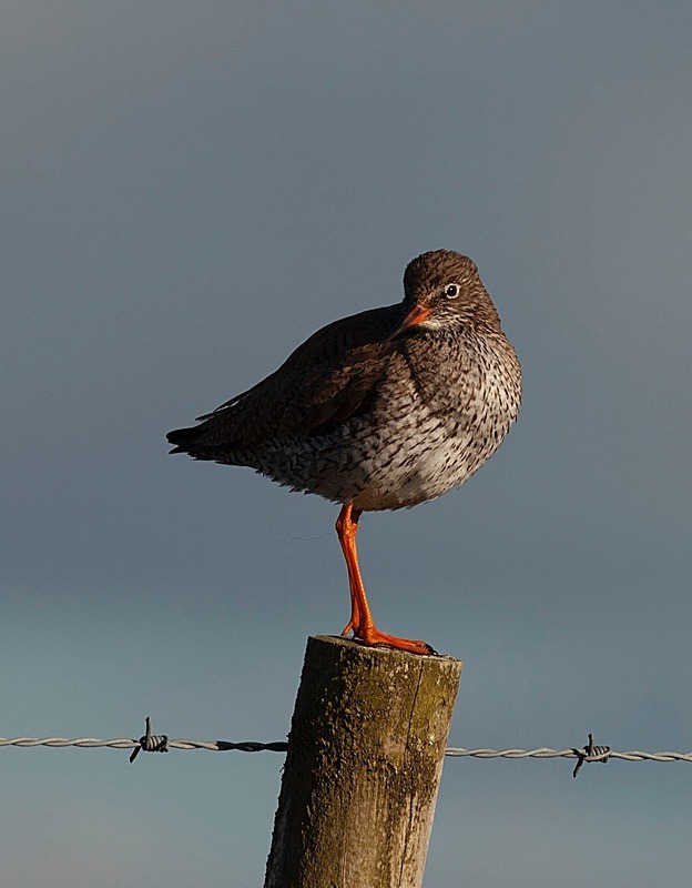  - Birds