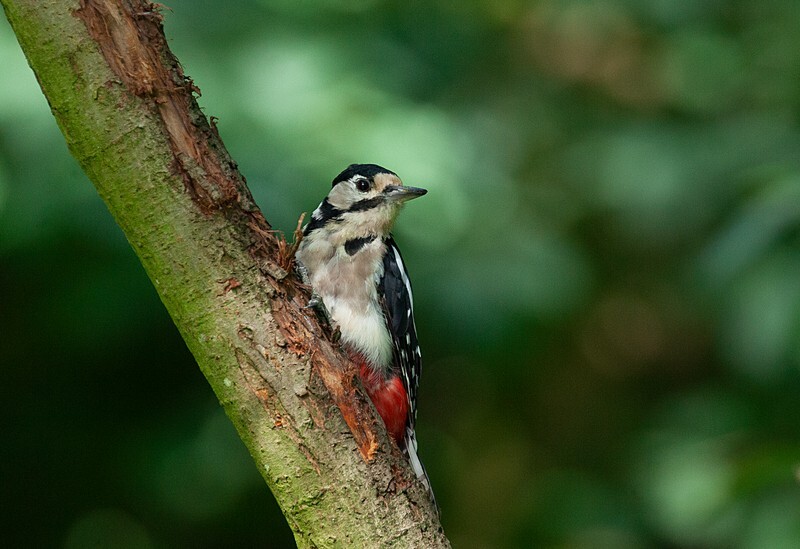  - Birds