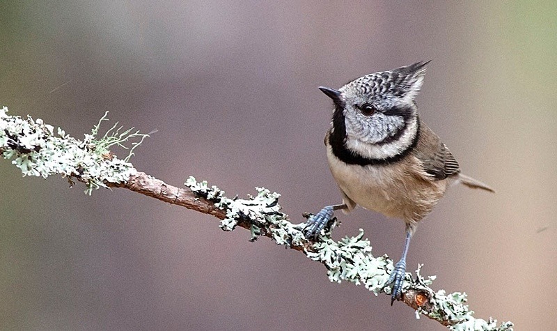  - Birds