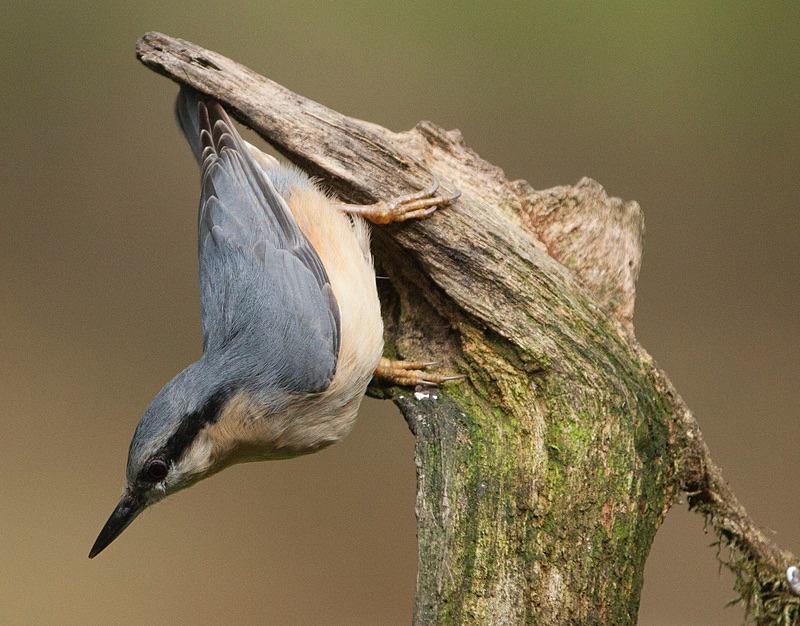  - Birds