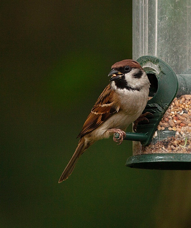  - Birds
