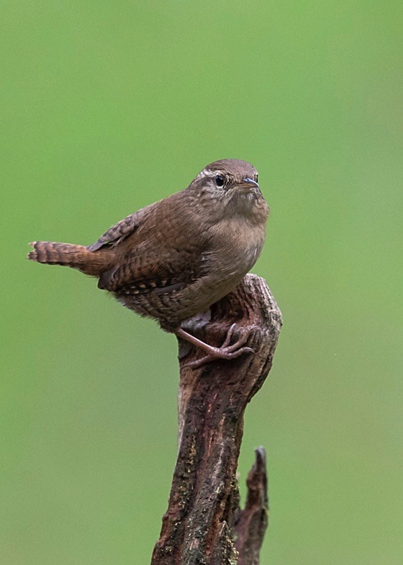  - Birds