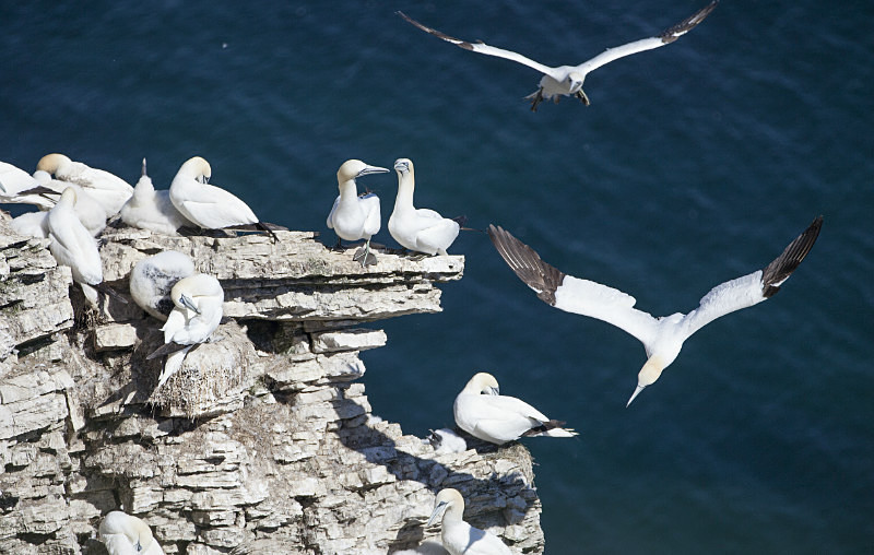  - Birds