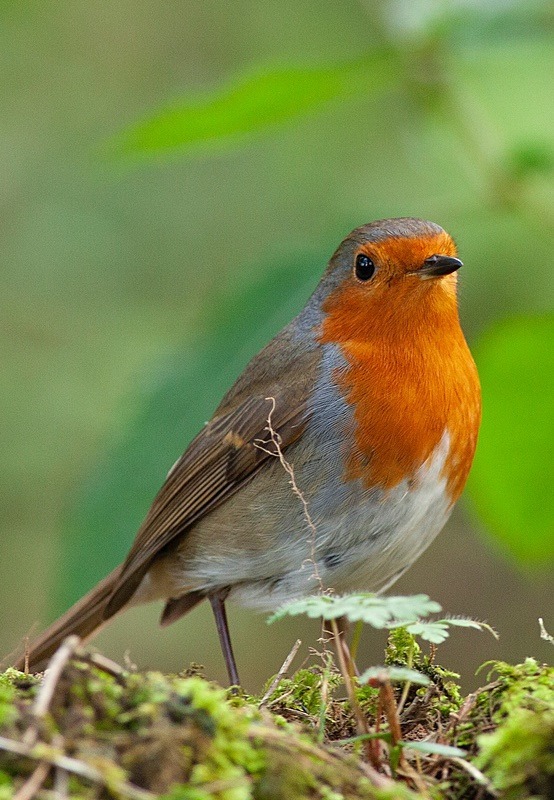  - Birds