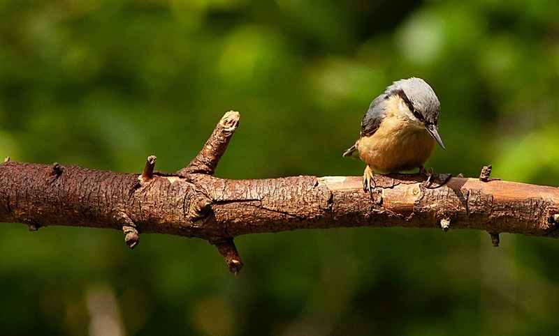  - Birds