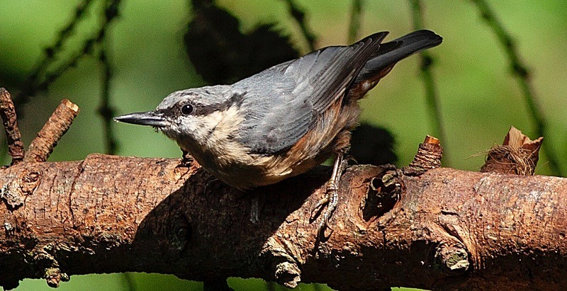  - Birds