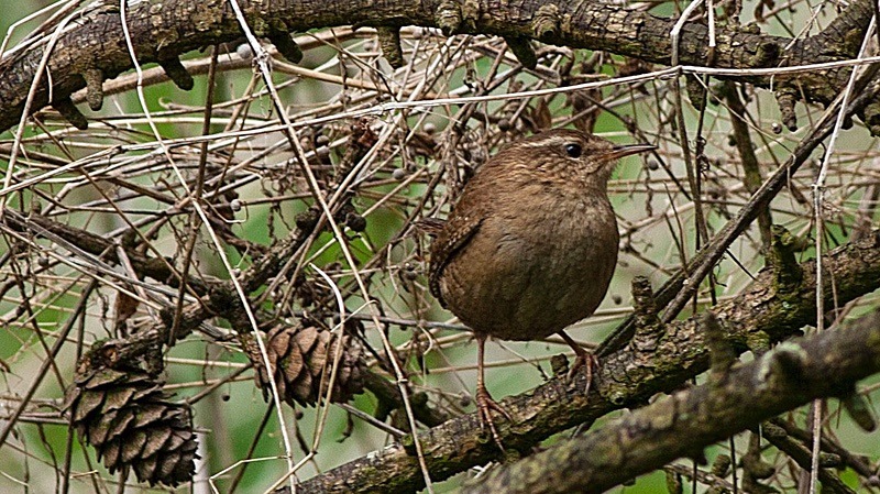  - Birds