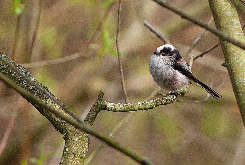  - Birds