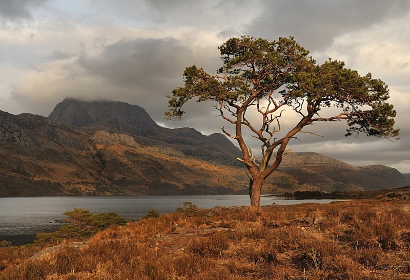 Pine for Slioch - Fisherfield & Letterewe