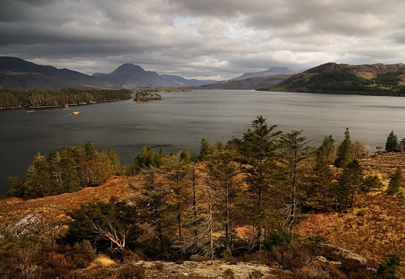 Pine for Maree - Fisherfield & Letterewe