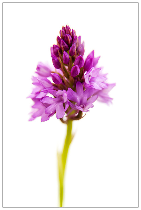 Pyramidal Orchid in the Morning Sun! - Elements of The Landscape