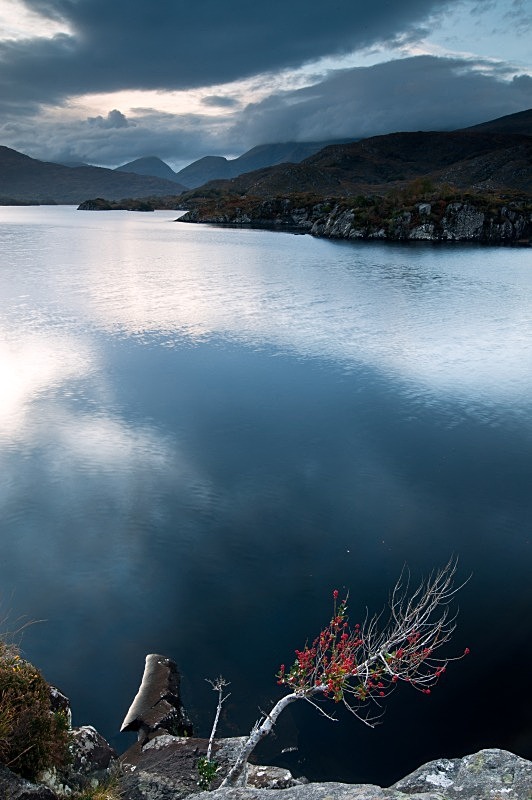 Holly Bush, Upper Lake and the Reeks, Killarney, Co Kerry - Munster's Wild Landscape