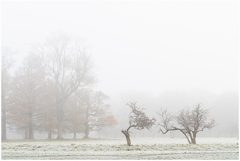 Autumn Trees in the Phoenix Park, Co Dublin - Dublin's Wild Landscape