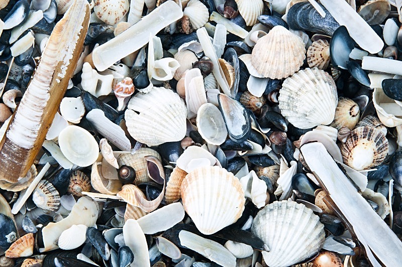 Treasure Trove, Silver Beach, Co Dublin - Elements of The Landscape