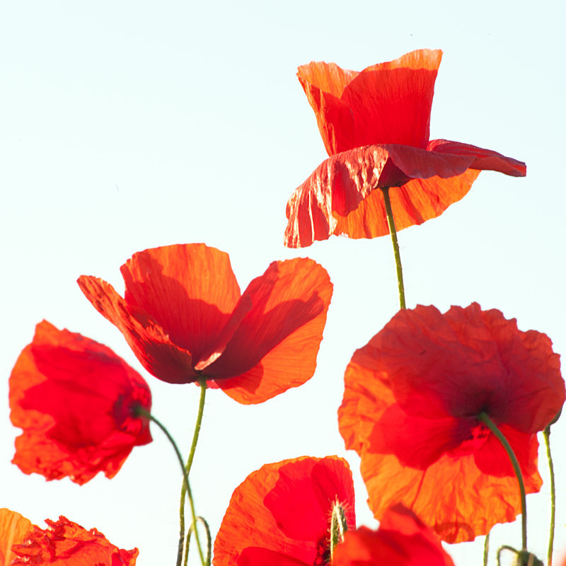 Poppies in the Air! - Elements of The Landscape