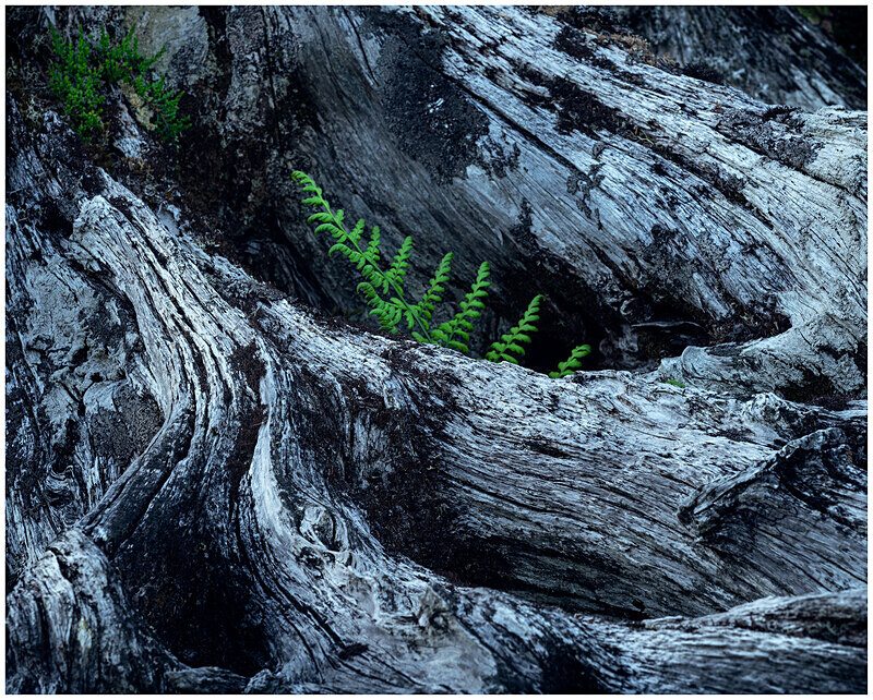 Fern and Ancient Bog Wood - Elements of The Landscape