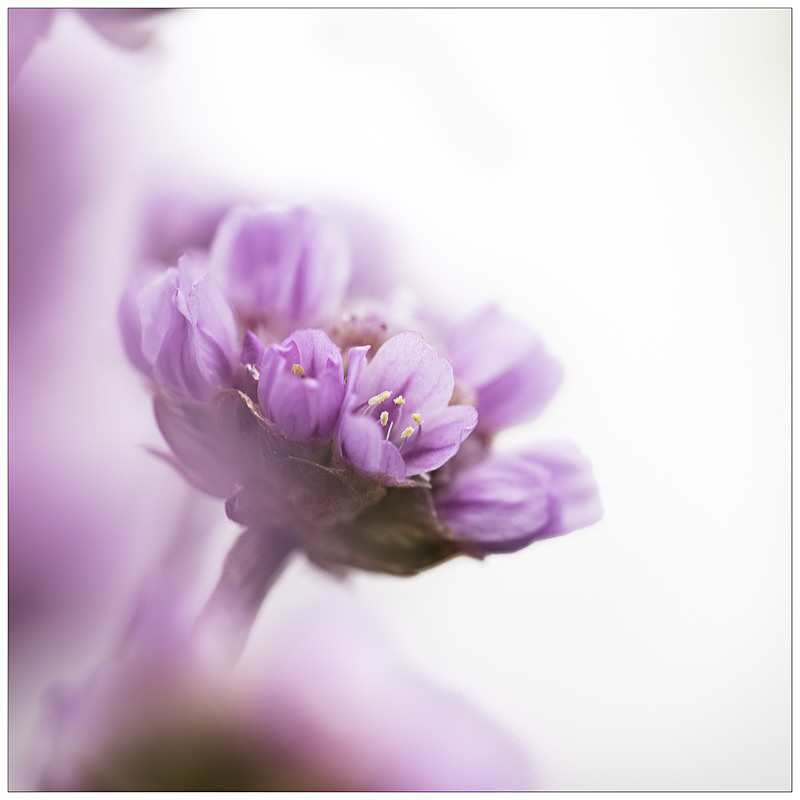 Sea Pink in the Soft Morning Light - Elements of The Landscape
